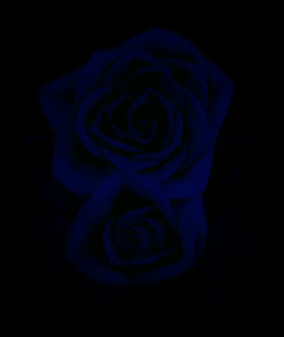 黒薔薇 壁紙 無料のhd壁紙 Joskabegami