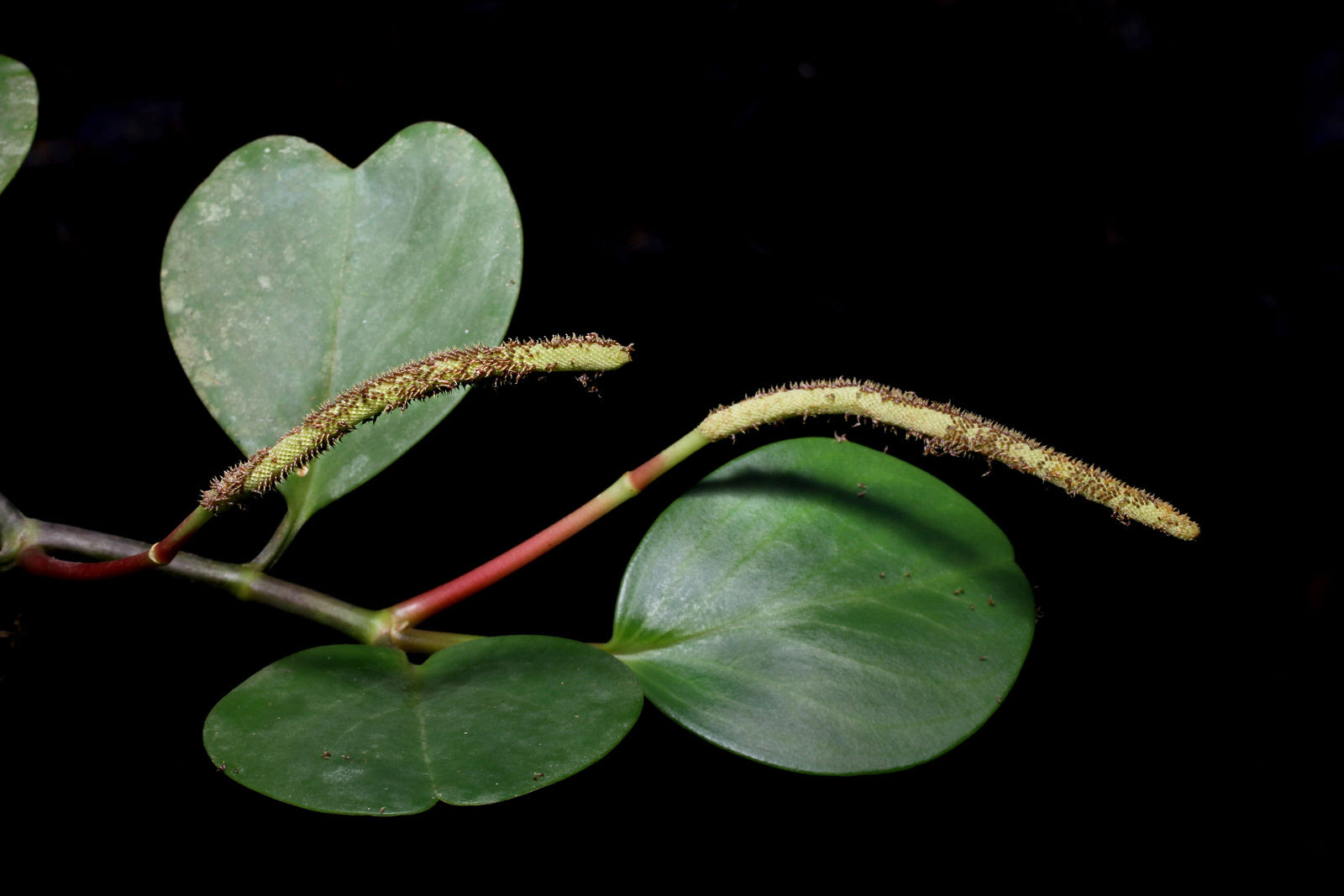 In the rest of the world, this plant is grown as a houseplant where it is loved for its beautiful leaves. Peperomia Obtusifolia L A Dietr Plants Of The World Online Kew Science