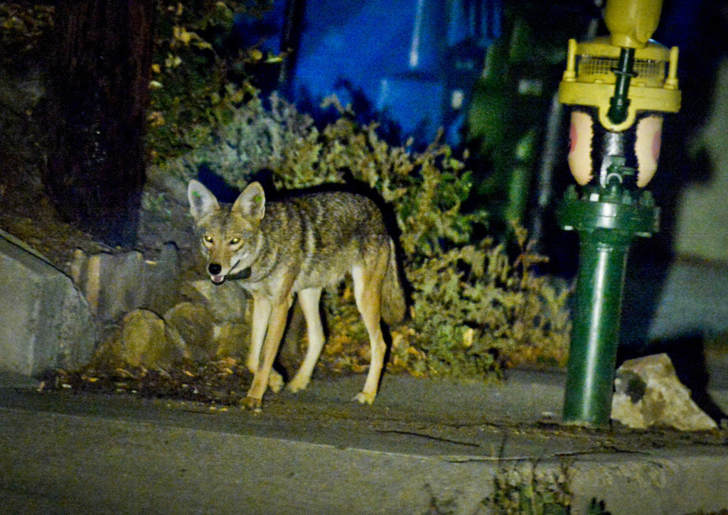 Cats are more likely to be victims of opportunity. Audio Coyote Attacks Are Increasing In Southern California Why 89 3 Kpcc