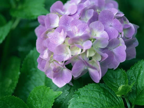 最高の壁紙hd 優れた 4 月29 日誕生花