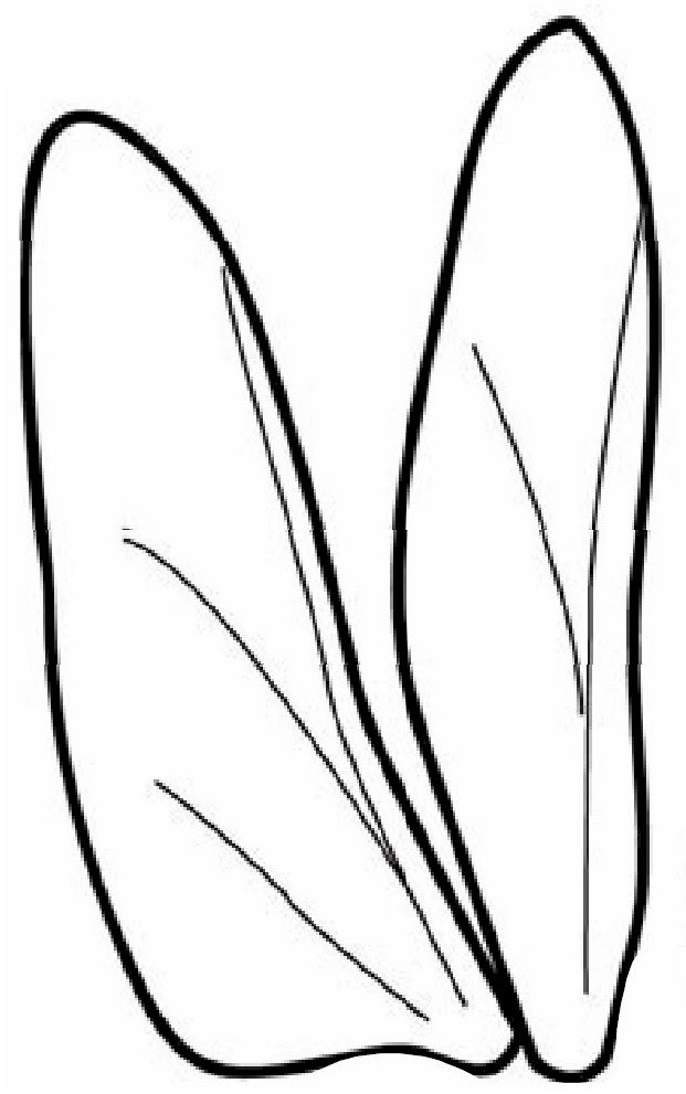 We did not find results for: Dragonfly Wings Clipart Clip Art Library