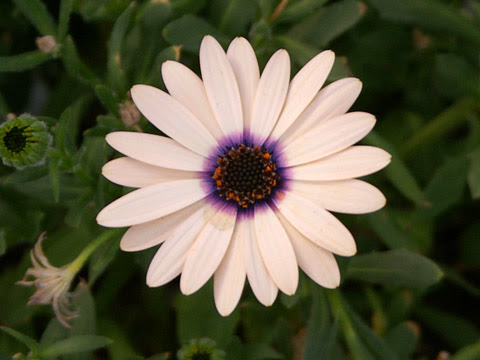 すべての美しい花の画像 50 花 キク科
