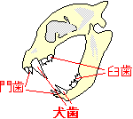 動物画像無料 トップ100 肉食 動物 歯