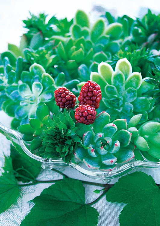 すべての美しい花の画像 驚くばかりエケベリア 花言葉