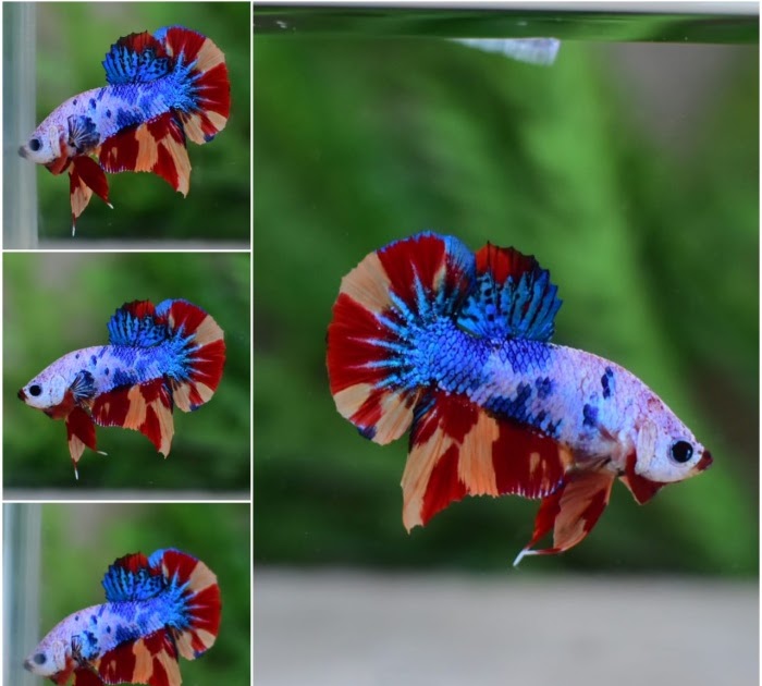 Kumpulan gambar untuk Belajar mewarnai Gambar Ikan  Cupang  