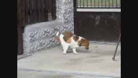 551 likes · 1 was here. Kutyabajnok 2002 Kutyabajnok Videa