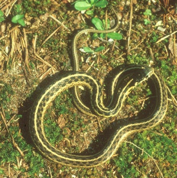 Garter snakes are small bodied serpents living in north america. Eastern Garter Snake Outdoor Alabama