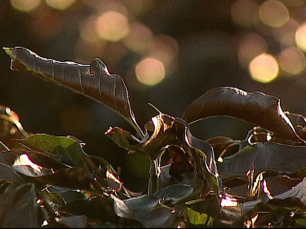 Grande parte da região sul e áreas do estado de mato grosso do sul, são paulo e minas gerais terão a ocorrência de geada. Peabirus Geada Negra Devasta Lavouras De Cafe Em Mandaguari No Norte Do Pr