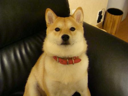 画像をダウンロード 犬 まろ眉 名前 犬 まろ眉 名前 Fivjokiotrigbr