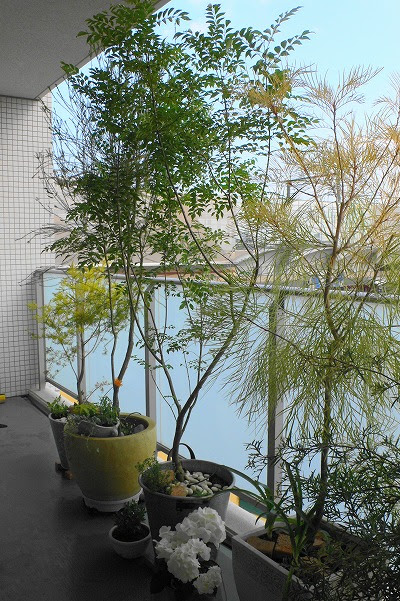 すべての美しい花の画像 トップ100 ベランダ 鉢植え 木 おすすめ