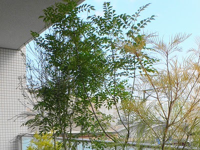 ベランダ 鉢植え 木 おすすめ 265186-ベランダ 鉢植え 木 おすすめ
