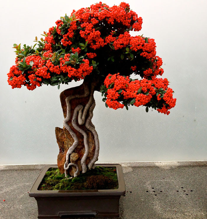 Bonsai đẹp