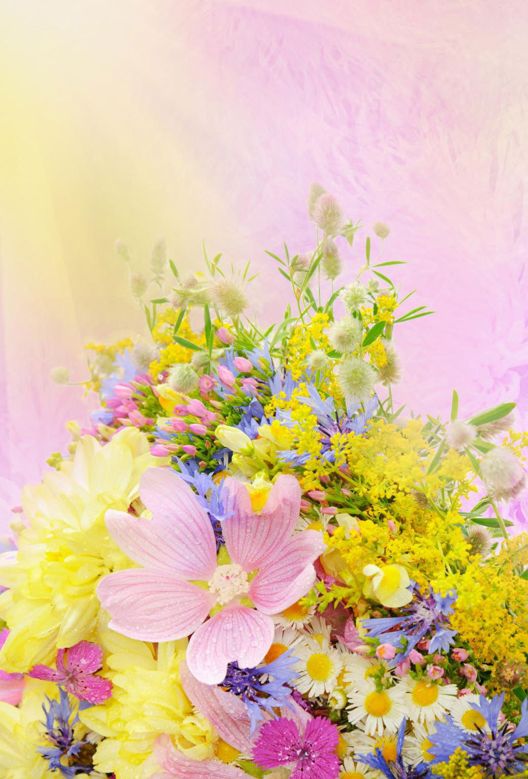 新着春 壁紙 スマホ すべての美しい花の画像