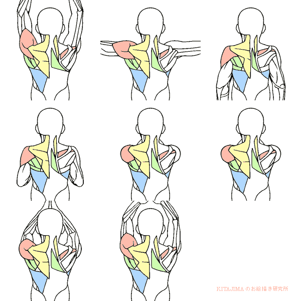 Tutorials and quizzes on the anatomy and actions of the back muscles (iliocostalis, longissimus, spinalis, multifidus, and quadratus lumborum) tutorials on the anatomy and actions of the back muscles, using interactive animations, diagrams, and illustrations. Drawing Illustration Animation Back Muscles Art Reference Animation Reference Forearms Bicepts Anatomy For Artists Onliques Anatoref