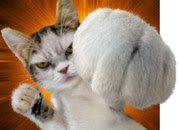 動物の画像について 無料印刷可能猫 パンチ イラスト