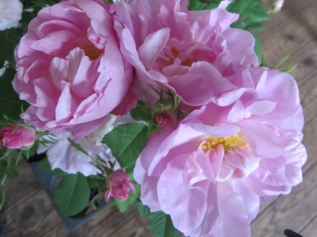 無料ダウンロードアメリア 花 最高の花の画像