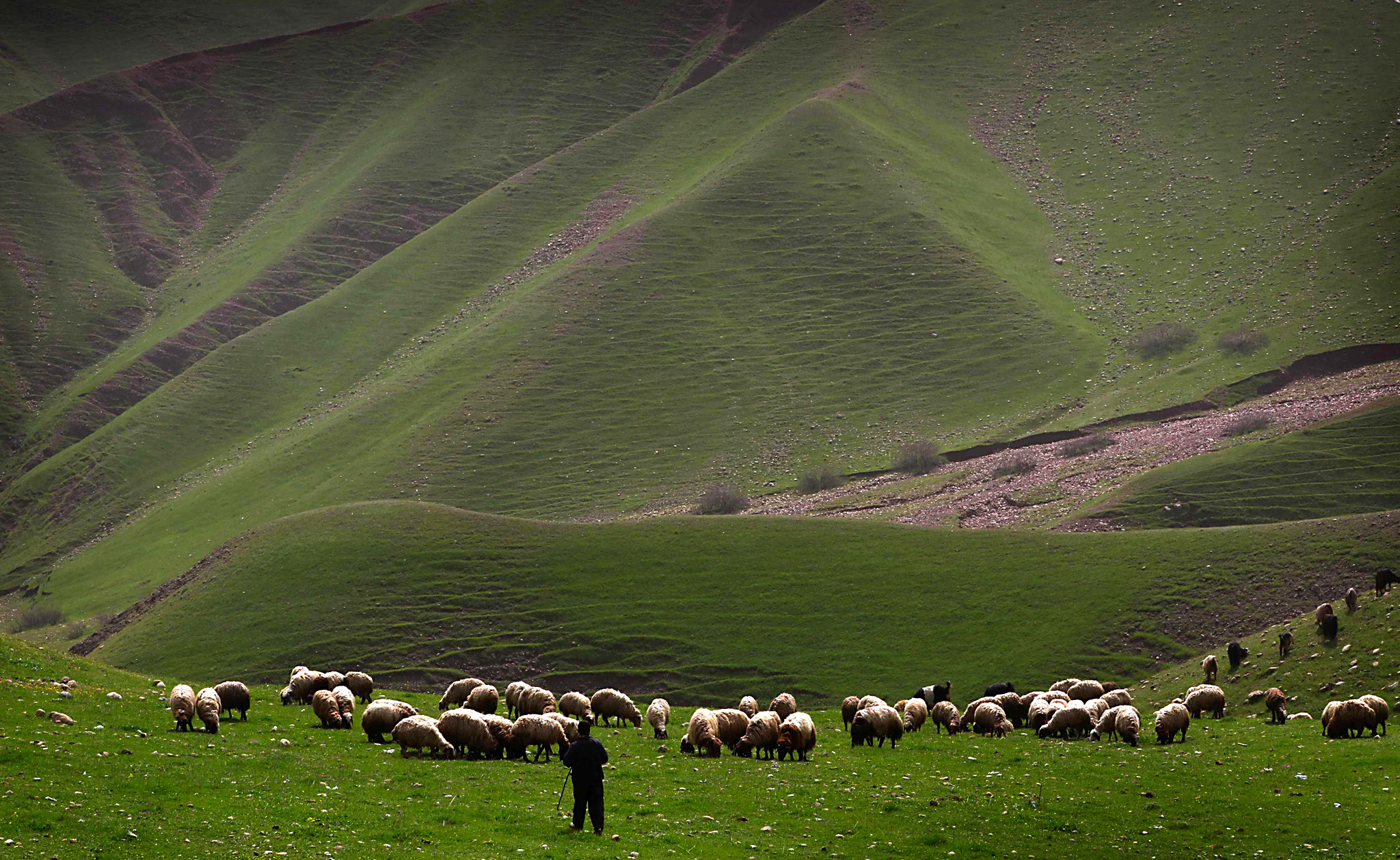 An Iraqi shepherd herds his sheep in the...An Iraqi shepherd herds his sheep in the Kurdish town of Aqrah, 500 kilometres north of Baghdad, on March 21, 2016.  / AFP PHOTO / SAFIN HAMEDSAFIN HAMED/AFP/Getty Images