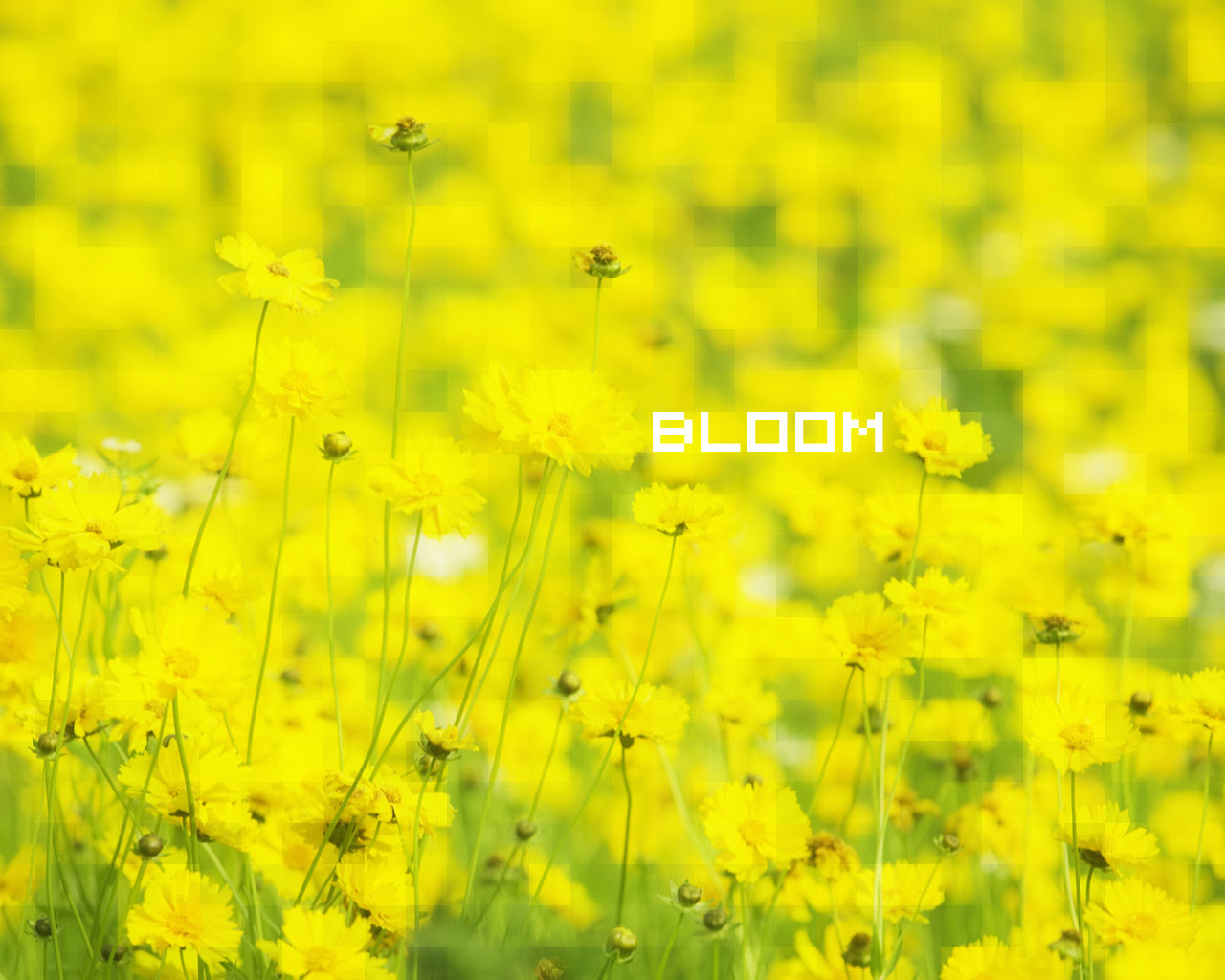 エレガントデスクトップ 金運 壁紙 最高の花の画像