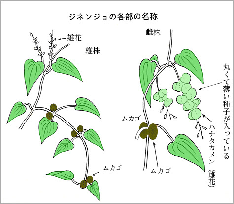 ベスト自然薯 つる 最高の花の画像