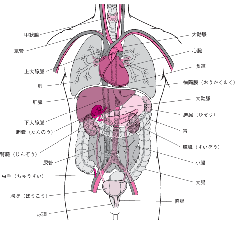 コンプリート 人間 の 内臓 図 Marjorynewmanjp