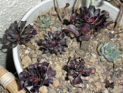すべての花の画像 50 黒法師 挿し木