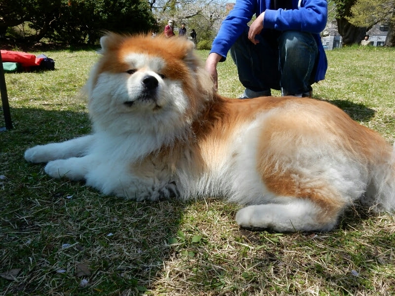 ひどい 長毛 秋田 犬 様々な日本の写真 写真