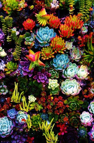 美しい花の画像 ベスト50 サボテン イラスト 簡単