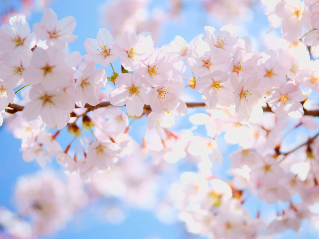 Japan Image 桜 フリー素材 写真