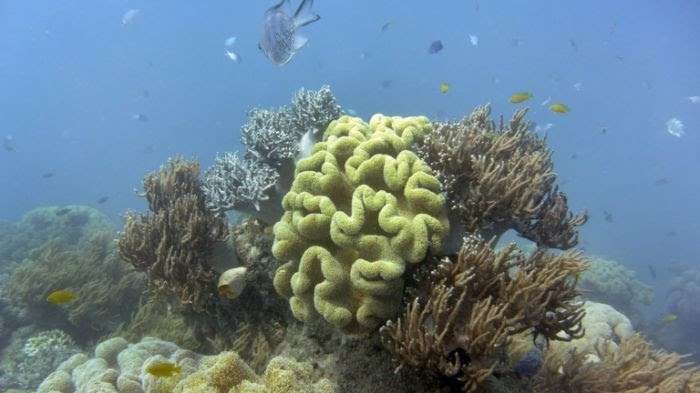 Coraux sur la Grande barrière de corail