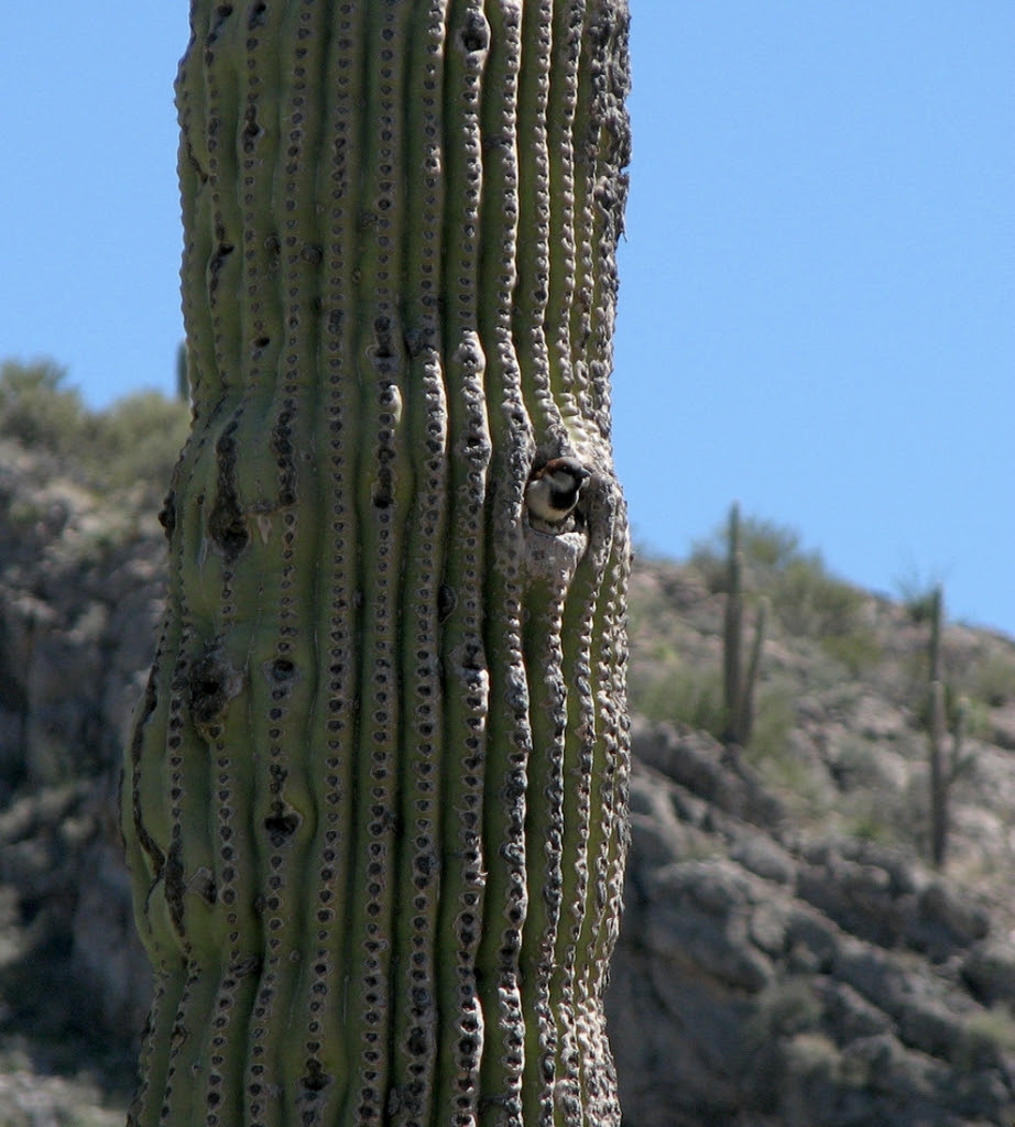 Life on the Saguaro cactus ~ what a wonderful life...