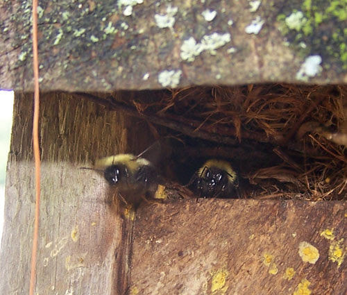 They like to feel something on top and underneath them as what you're describing sounds like carpenter bees and not bumble bees. Bumblebees