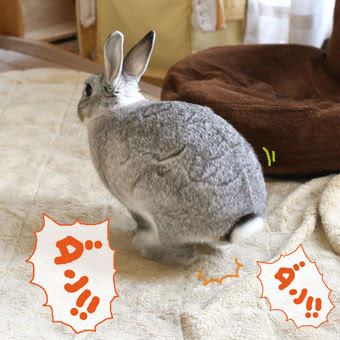 無料ダウンロードスタンピング うさぎ 最高の動物画像