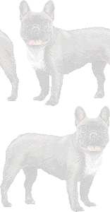 フレンチブルドッグ 壁紙 トップ 画像