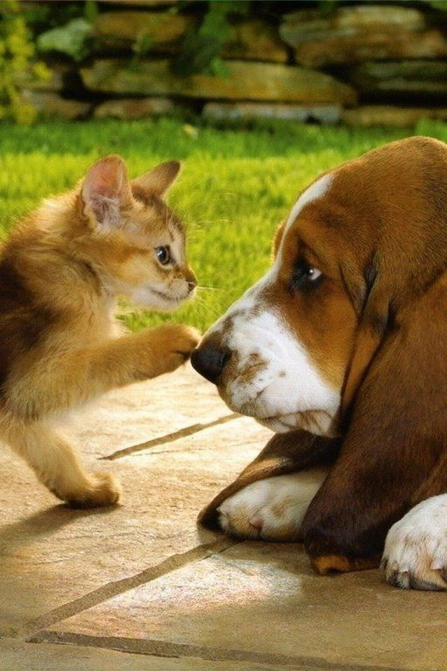 すべての花の画像 心に強く訴える犬 壁紙 スマホ