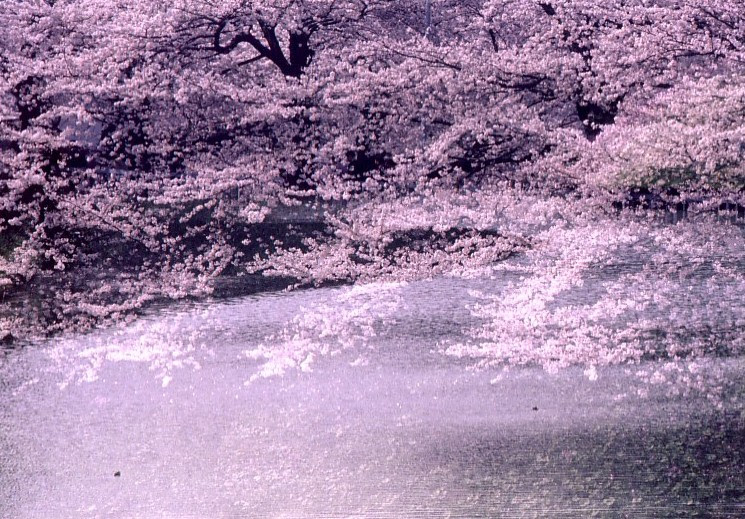 上桜 壁紙 高 画質 最高の花の画像