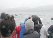 Whale SENSE