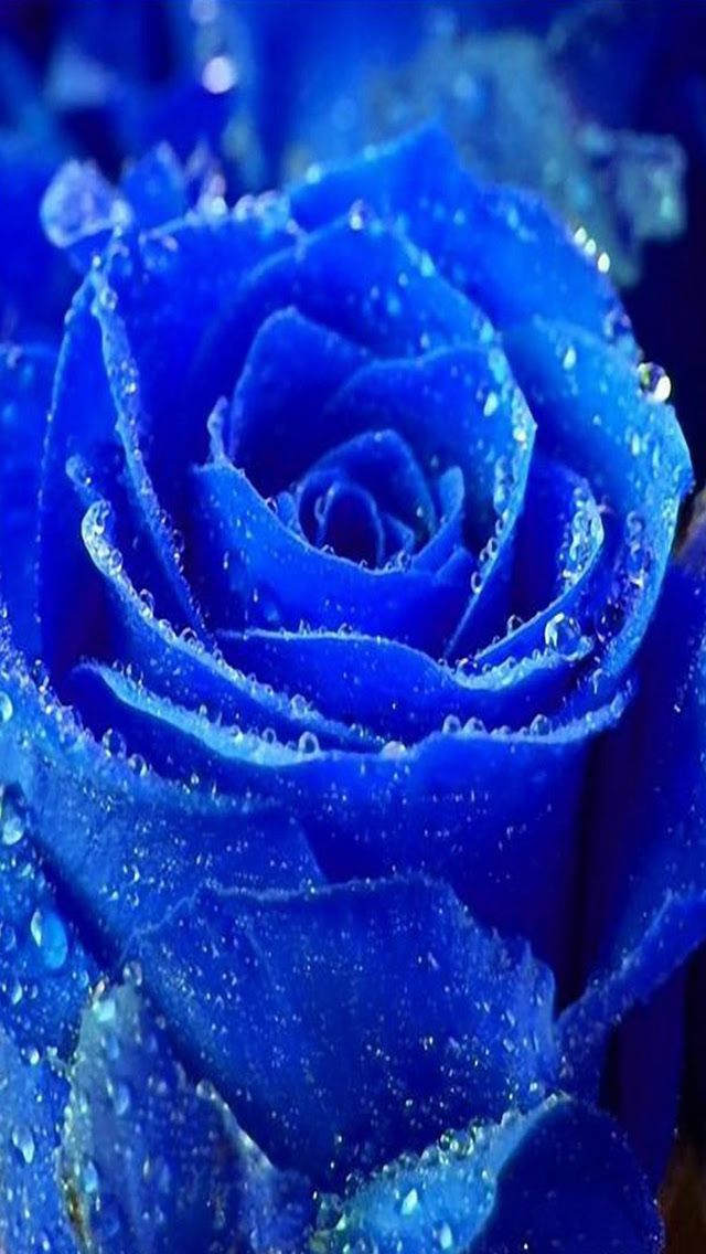 新着薔薇 壁紙 青 最高の花の画像
