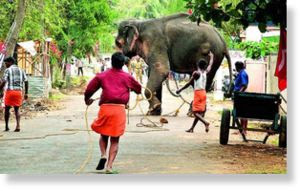 19_20K_20ELEPHANT_1.jpg