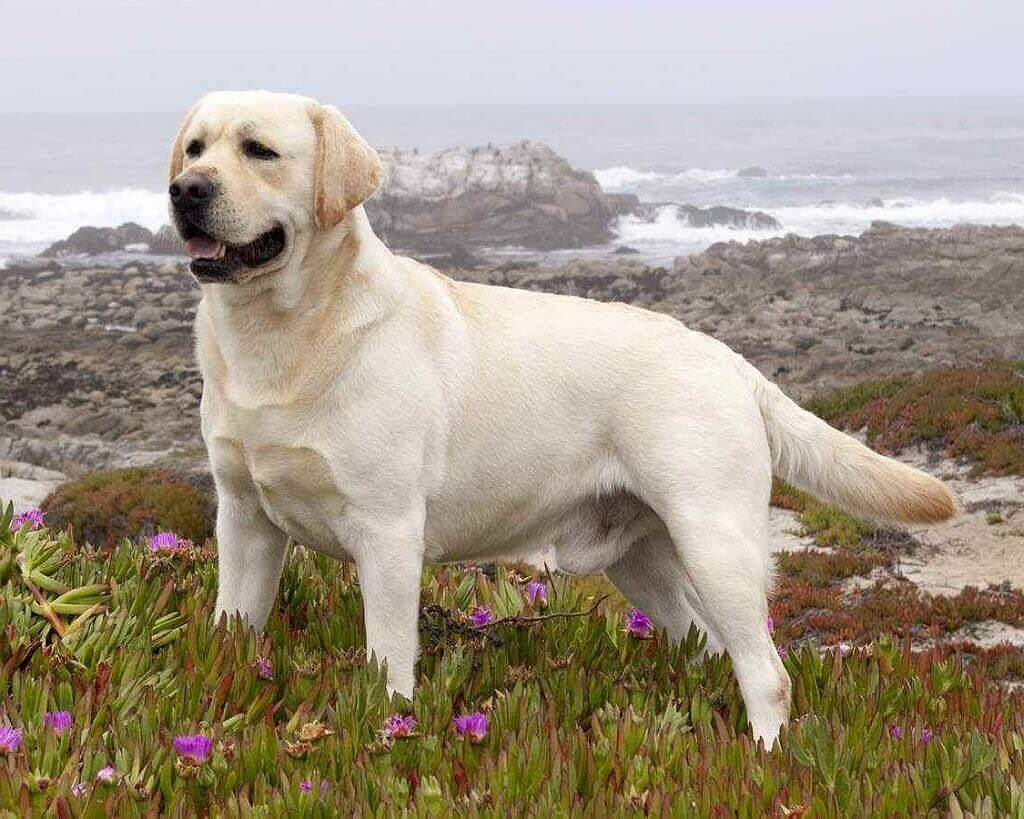 Alas, while it may be amusing for pets. Labrador Retrievers For Sale Bend Oregon