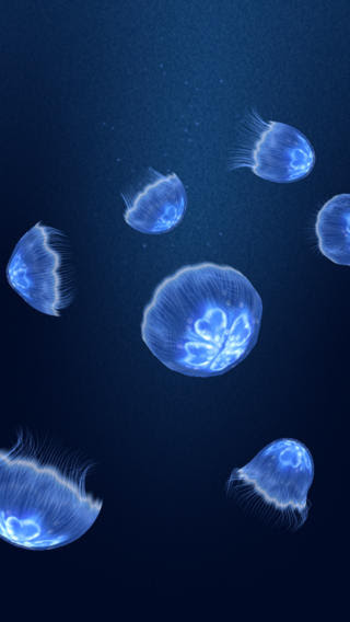 綺麗なクラゲ 壁紙 Iphone 最高の花の画像
