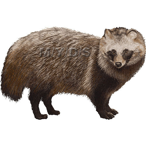 すべての動物の画像 最高かつ最も包括的な狸 イラスト 無料