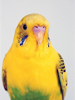 人気のダウンロード インコ 壁紙 Kabegamiiki