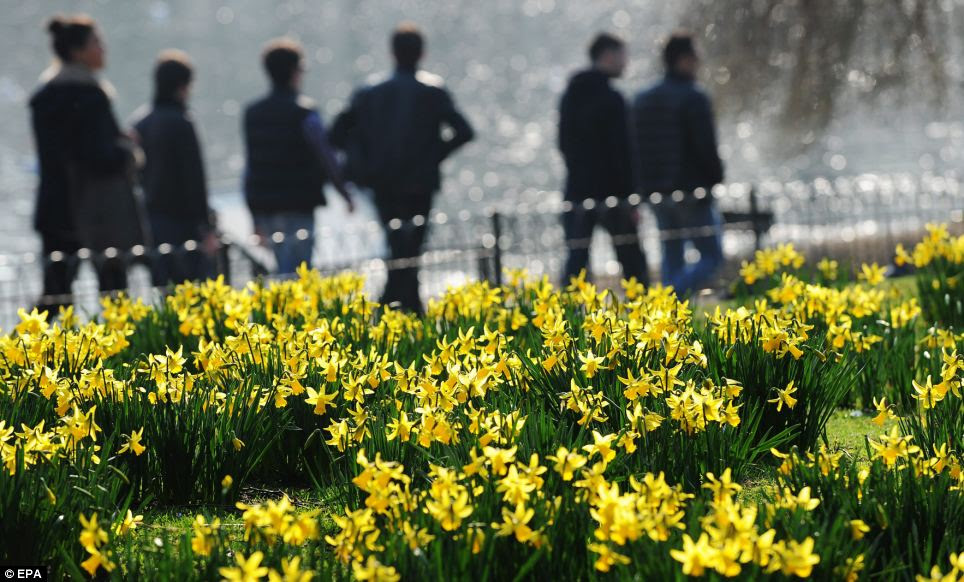 Daffodils in full bloom at St.James's Park as Londoners enjoy spring temperatures in the capital