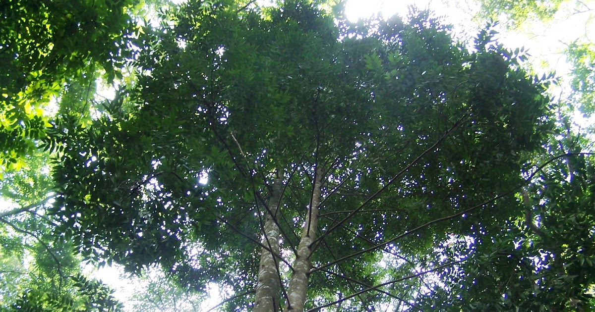  Pohon Merbau  Sebaran Manfaat Kayu Perdagangan Serta 