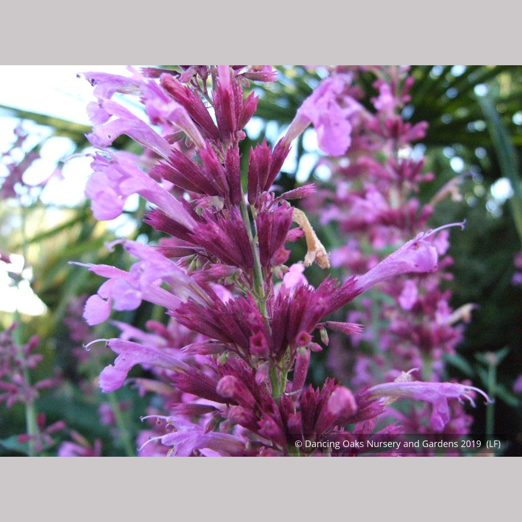 Maybe you would like to learn more about one of these? Agastache Ava Mexican Hyssop Dancing Oaks Nursery And Gardens