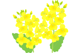 美しい花の画像 ロイヤリティフリー野の花 イラスト