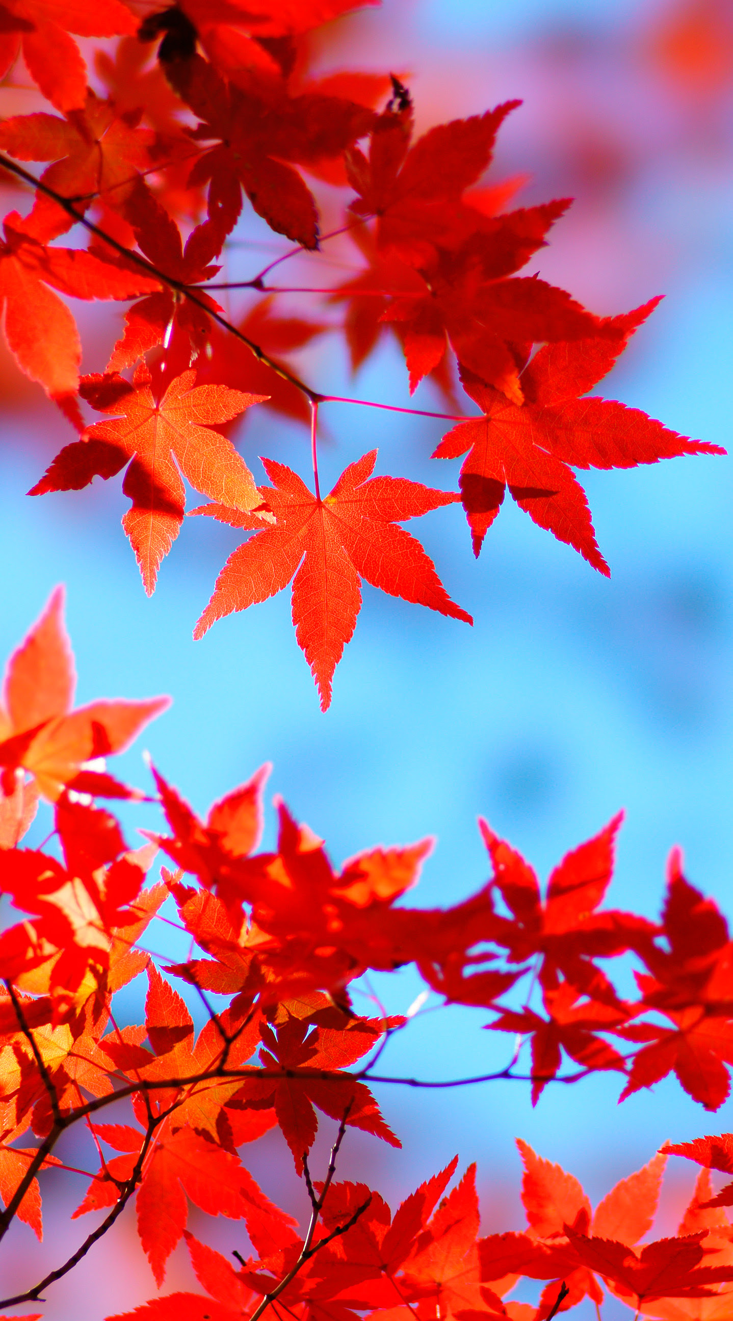 新鮮な紅葉 壁紙 花の画像