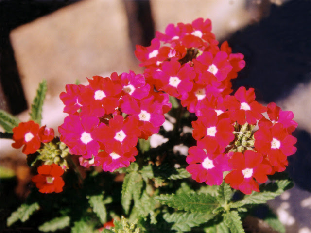 美しい花の画像 ベスト50 赤い 小さい 花