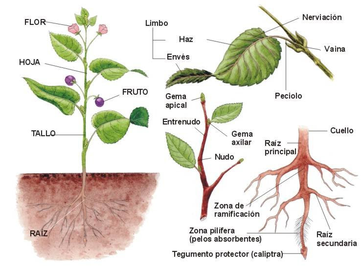 Las Plantas , clasificación, Angiospermas, Gimnospermas.