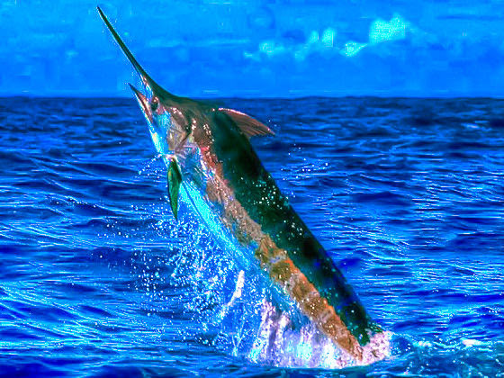 すべての美しい花の画像 綺麗なかっこいい 魚の 名前